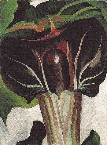 Jack-in-the-Pulpit No 1 by Georgia O'Keeffee